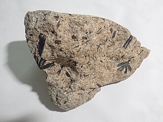 Hornblenda